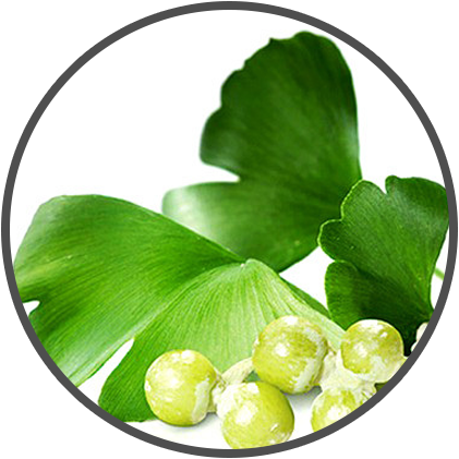 gingko